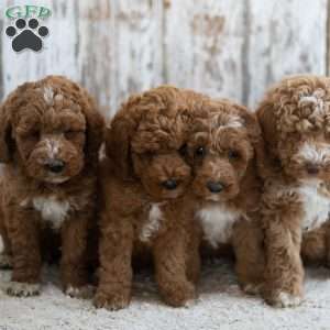 Regina, Mini Labradoodle Puppy
